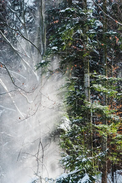 Foresta con sole tra rami di alberi verdi e neve — Foto stock