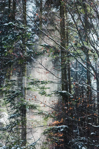 Лес с солнцем сквозь ветви зеленого дерева и снег — стоковое фото