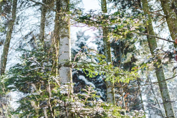 Lumière du soleil dans la forêt d'hiver avec troncs d'arbres et branches vertes — Photo de stock