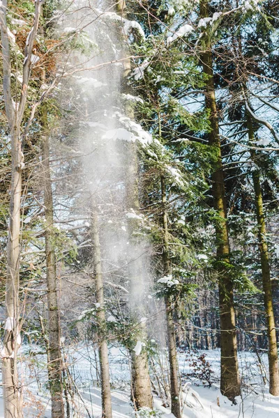 Chute de neige dans la forêt d'hiver de pins avec soleil — Photo de stock