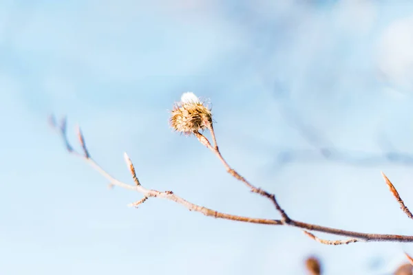 Selective focus of dry tree branch with snow — Stock Photo