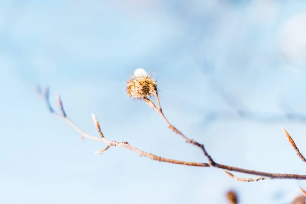 Enfoque selectivo de la rama de árbol seco con nieve - foto de stock