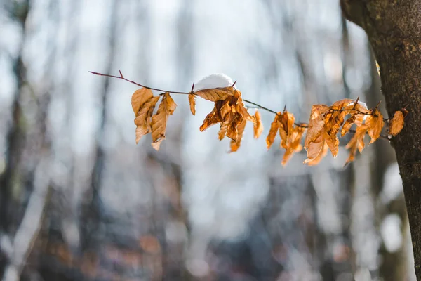 Selective focus of dry tree branch with snow and leaves — Stock Photo