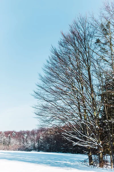 Árvores secas em montanhas dos Cárpatos com sombras na neve — Fotografia de Stock