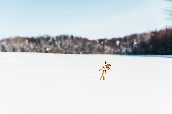 Foco seletivo de pequena planta seca com folhas na neve — Fotografia de Stock