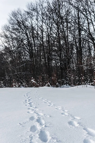 Árvores altas na floresta de inverno com traços na neve em montanhas carpáticas — Fotografia de Stock