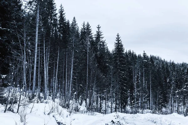 High pines in winter forest covered with snow — Stock Photo