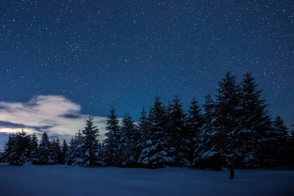 Ciel étoilé et épicéas dans les montagnes carpates la nuit en hiver — Photo de stock