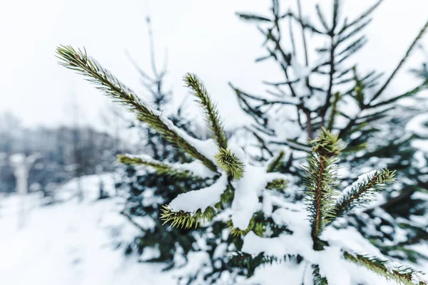 Enfoque selectivo de ramas de pino cubiertas de nieve - foto de stock