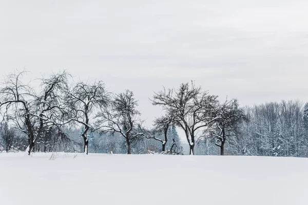 Vue panoramique sur les montagnes carpates et les arbres recouverts de neige — Photo de stock