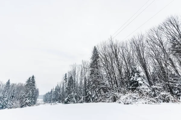 Vista panorâmica das montanhas e árvores dos Cárpatos cobertas de neve — Fotografia de Stock