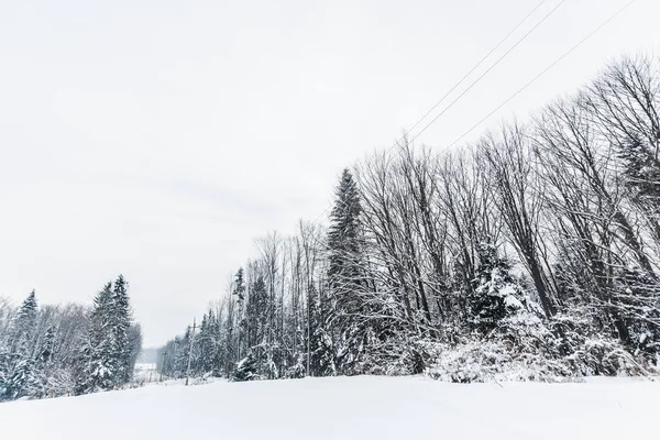 Vue panoramique sur les montagnes carpates et les arbres recouverts de neige — Photo de stock