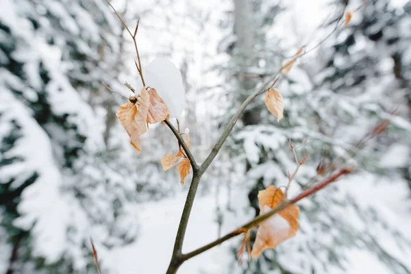 Foco seletivo de ramos de árvore com neve em folhas secas — Fotografia de Stock