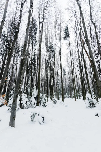 Низький кут зору стовбурів дерев у засніженому зимовому лісі — стокове фото