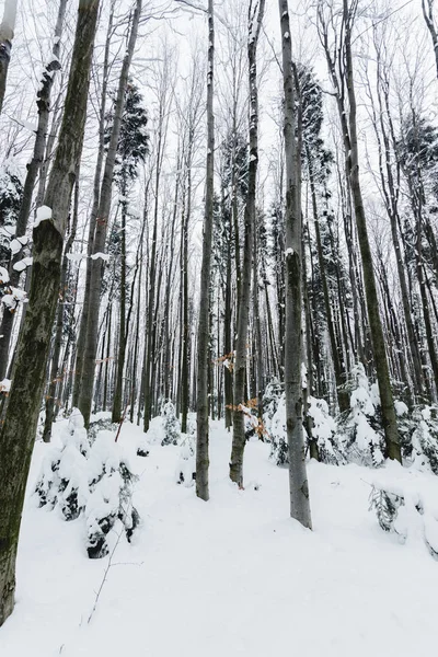 Visão de baixo ângulo de troncos de árvores na floresta nevada — Fotografia de Stock