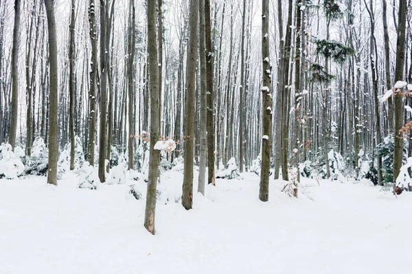 Tree trunks in snowy white winter forest — Stock Photo