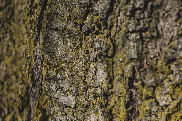 Primo piano di corteccia di albero strutturato coperto di muschio — Foto stock