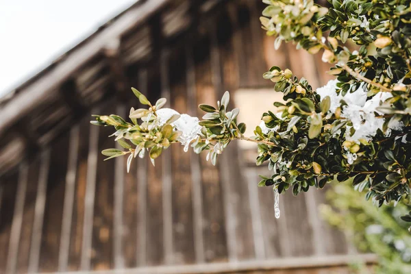 Enfoque selectivo de las ramas de los árboles con nieve y hojas verdes - foto de stock