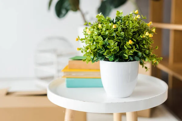Green plant in flowerpot and books on table at home — Stock Photo