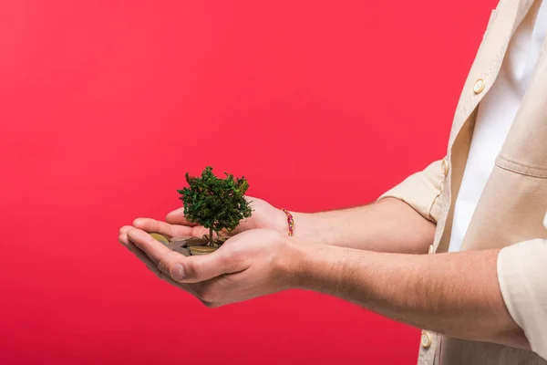 Cropped view of man holding money tree and coins Isolated On pink — Stock Photo