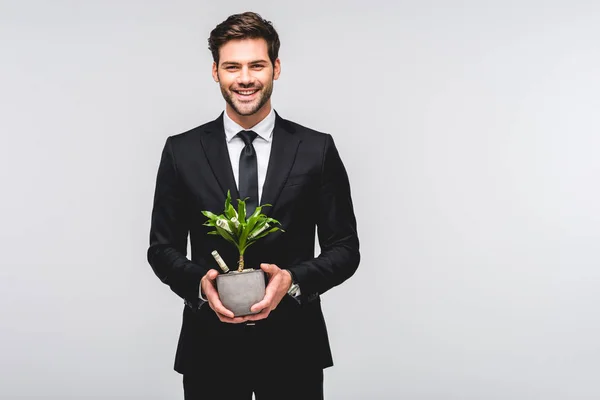 Schöner Geschäftsmann im Anzug hält Blumentopf mit Geld isoliert auf grau — Stockfoto