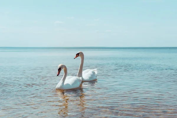 Two white swans swimming on blue river — Stock Photo