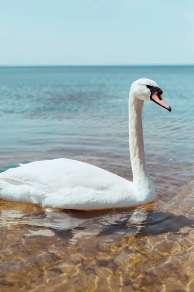 Weißer Schwan schwimmt an sonnigem Tag auf blauem Fluss — Stockfoto