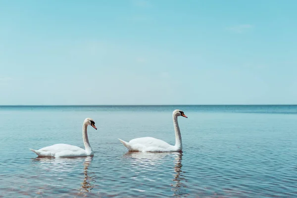Dos cisnes blancos nadando en el río azul - foto de stock