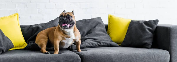 Panoramic shot of cute french bulldog sitting on sofa — Stock Photo