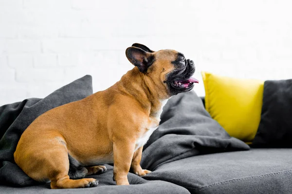 Vista laterale di carino bulldog francese seduto sul divano in soggiorno — Foto stock