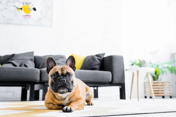 Lindo bulldog francés acostado en el suelo en la sala de estar - foto de stock