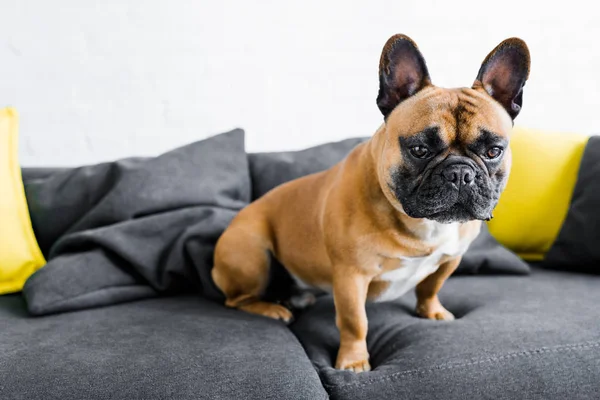 Niedliche Bulldogge sitzt auf Sofa im Wohnzimmer — Stockfoto