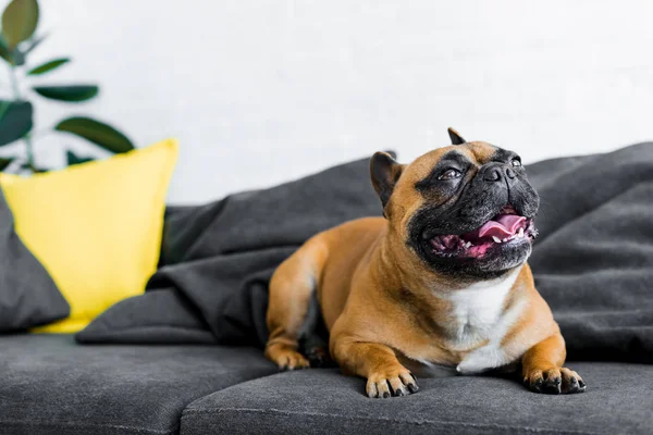 Cute bulldog sitting on sofa and looking away in living room — Stock Photo