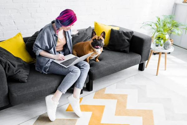 Bulldog francés sentado cerca de la chica con el pelo colorido sentado en el sofá y el uso de ordenador portátil - foto de stock