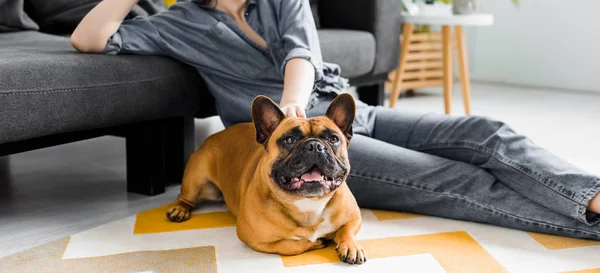 Panoramic shot of cute bulldog laying on floor in living room near girl — Stock Photo