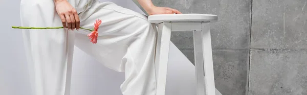 Cropped view of woman posing near chair and holding pink flower on white and grey — Stock Photo