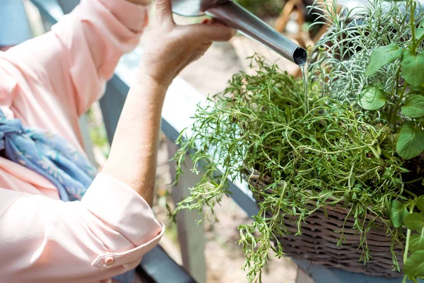Cropped view of senior woman watering green plant — Stock Photo