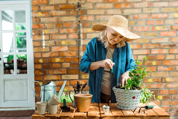 Весела старша жінка в солом'яному капелюсі тримає лопату біля рослини — стокове фото