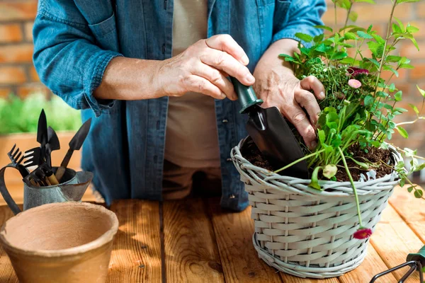 Cropped view of senior woman holding shovel near plant — Stock Photo