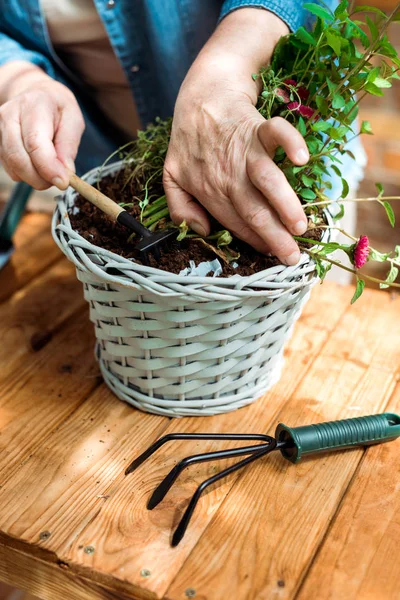 Cropped view of senior woman holding rake near ground and green plant — Stock Photo