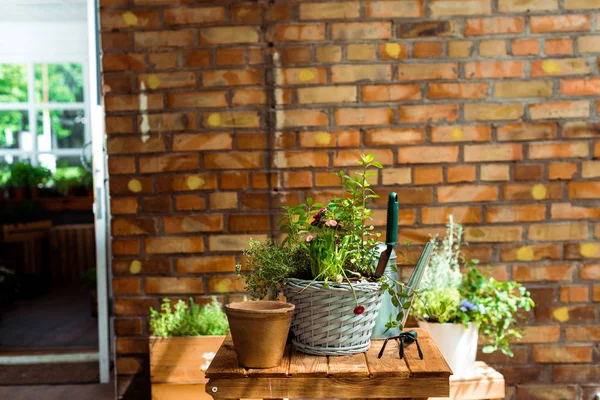 Цветочные горшки с зелеными растениями на деревянном столе возле кирпичной стены — стоковое фото