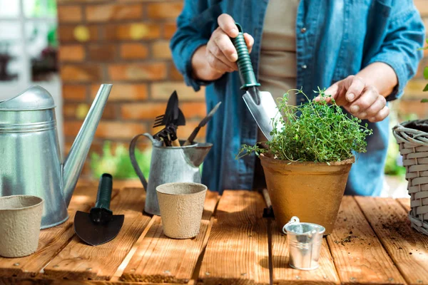 Vista recortada de la mujer mayor sosteniendo pala cerca de la planta verde y herramientas de jardinería - foto de stock