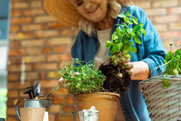 Selektiver Fokus der fröhlichen Frau, die grüne Pflanzen pflanzt — Stockfoto