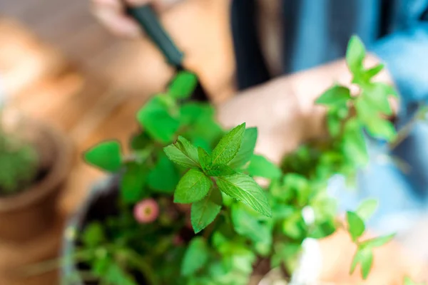 Foco seletivo de planta fresca com folhas verdes — Fotografia de Stock