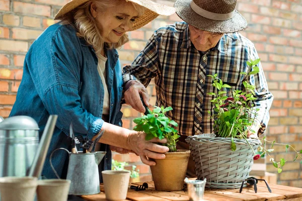 Enfoque selectivo de la mujer mayor y el hombre en sombreros de paja de pie cerca de plantas verdes - foto de stock