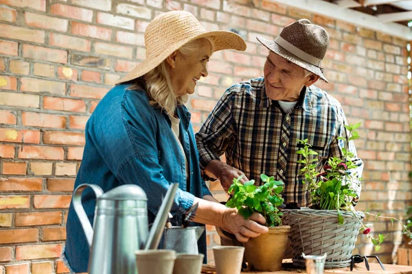 Selective focus of happy senior woman and man in straw hats standing near green plants — Stock Photo