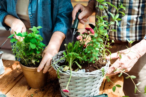 Cropped view of senior woman and man standing near green plants — Stock Photo