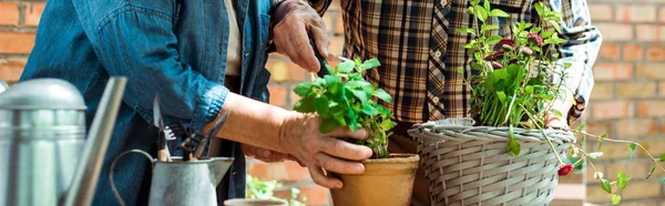 Plano panorámico de la mujer mayor y el hombre de pie cerca de plantas verdes - foto de stock