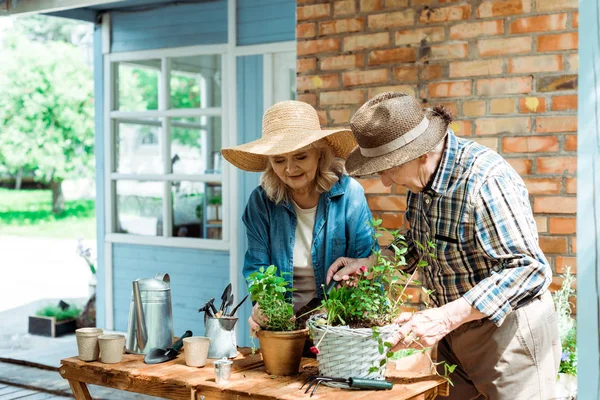 Senior woman in straw hat looking at green plants near husband — Stock Photo