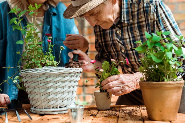 Foco seletivo do homem sênior em pé perto da esposa e tocando planta verde — Fotografia de Stock